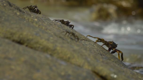 Cangrejos en la roca en la playa — Vídeos de Stock