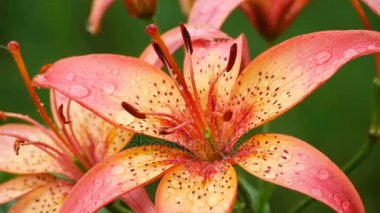 Yağmur altında Orange Lily çiçek