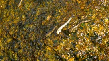 Plajda kayaya Rockskipper balık