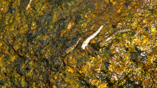 Rockskipper fischt auf dem Felsen am Strand — Stockvideo