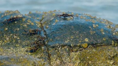 Sahilde rock üzerinde Yengeç