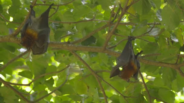 Flying foxes hangs on a tree branch and washes — Stock Video