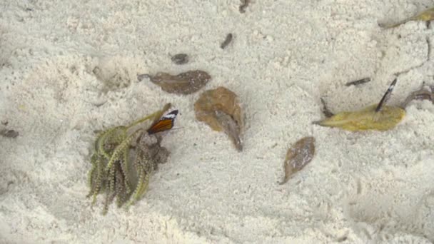 Mariposa monarca en la playa de arena — Vídeos de Stock