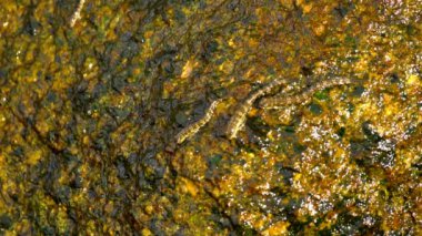 Plajda kayaya Rockskipper balık