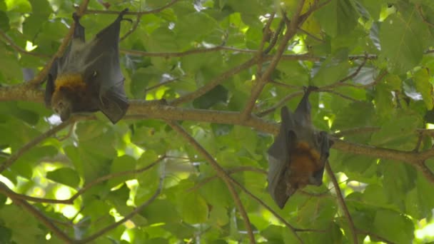 Des renards volants pendent sur une branche d'arbre et lavent — Video