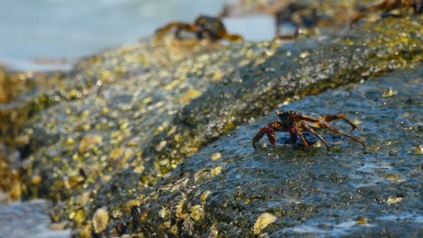 Kraby na skale na plaży — Wideo stockowe