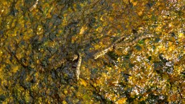 Plajda kayaya Rockskipper balık