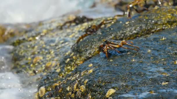 Cangrejos en la roca en la playa — Vídeos de Stock