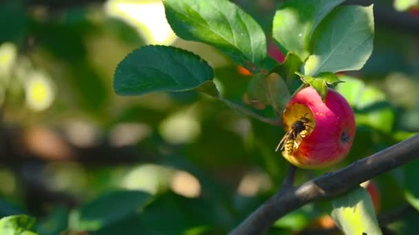 Hornet come manzana roja — Vídeo de stock