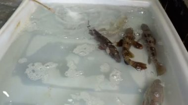 Taze Pazar Tayland deniz ürünleri