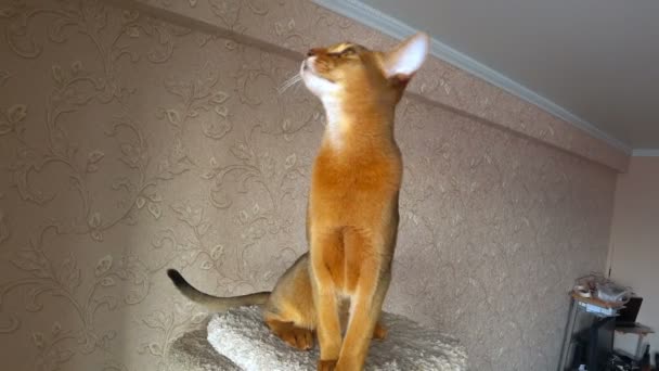 Abyssinian cat portrait — Stock Video