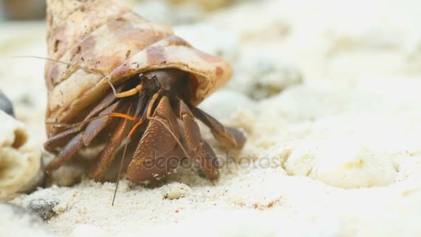 Crabe ermite rampant sur la plage — Video