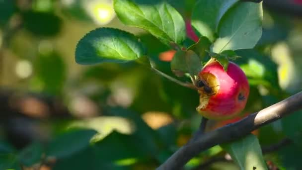 Hornet jí červené jablko — Stock video