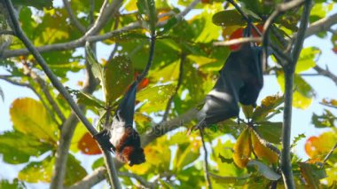 Uçan tilki bir ağaç dalına asılı