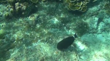 tropik papağan balığı