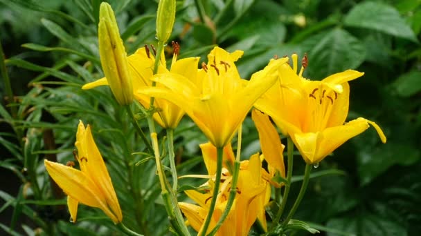 雨の後の黄色いユリの花 — ストック動画