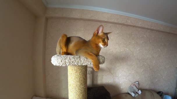 Η γάτα αβυσσινιακού πορτρέτο — Αρχείο Βίντεο