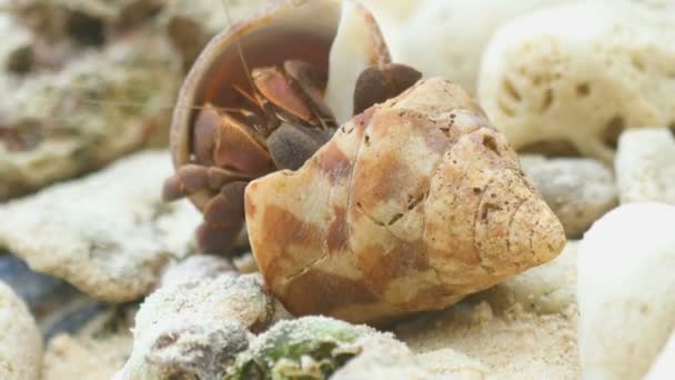 Hermit krabba på stranden — Stockvideo