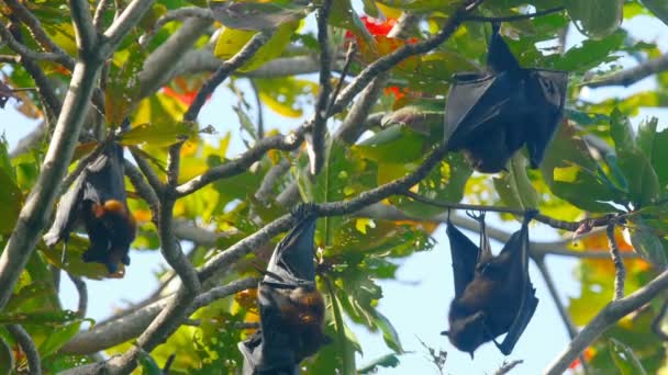 Flying fox hänger på en trädgren — Stockvideo