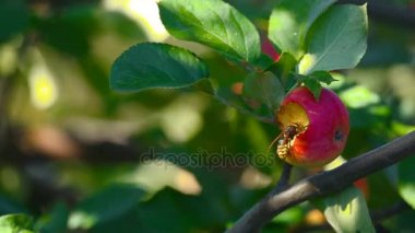 Hornet Kırmızı elma yiyor