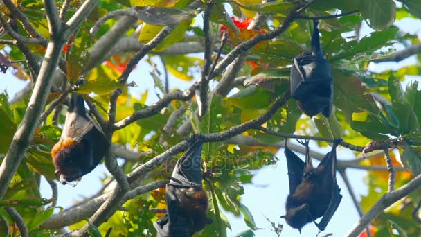 Flying fox hangs on a tree branch — Stock Video