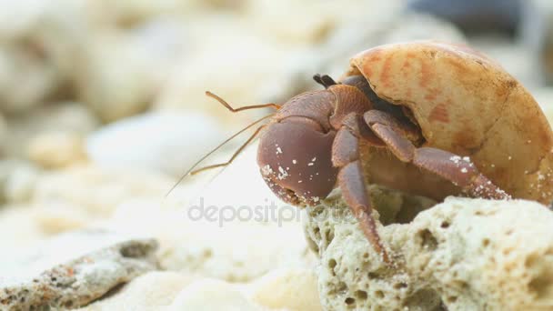 Cangrejo ermitaño arrastrándose por la playa — Vídeos de Stock