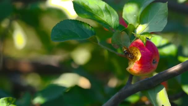 Hornet zjada Czerwone jabłko — Wideo stockowe