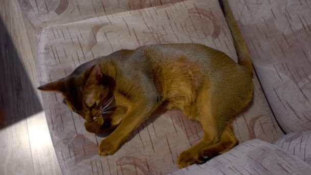 Abyssinian cat washes — Stock Video