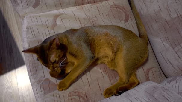 Lavages Abyssiniens pour chats 