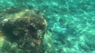 tropik papağan balığı