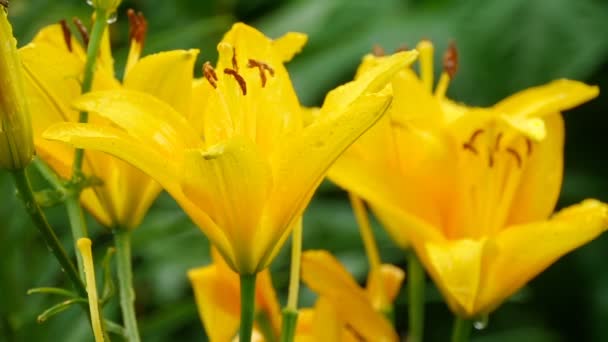 Желтая лилия после дождя — стоковое видео