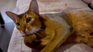 Habeş kedisi yıkar