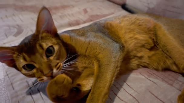 Lavado de gatos abisinios — Vídeos de Stock