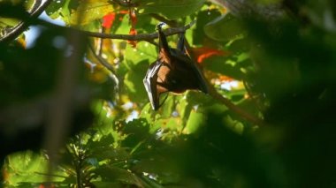 Ağaç üzerinde uçan tilki yıkar
