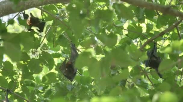 Летающая лиса висит на ветке дерева — стоковое видео