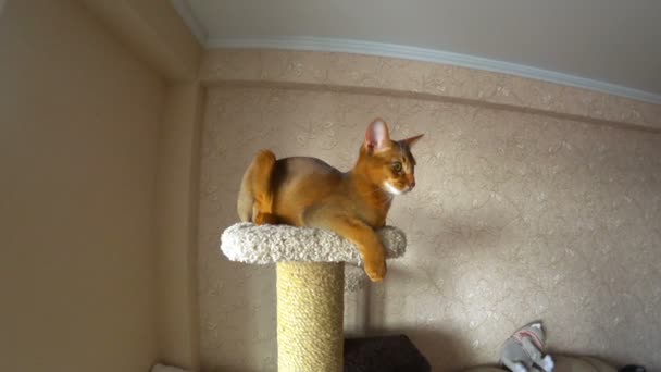 Portrait de chat abyssinien — Video