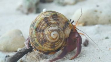 pavurya plajda gezinme