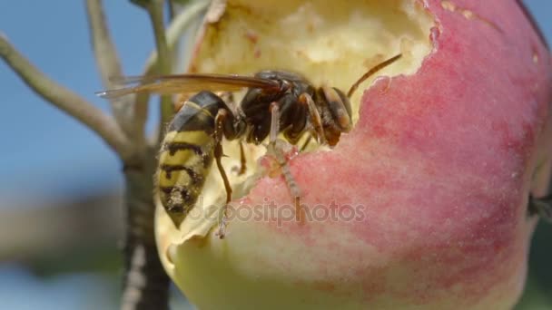 スズメバチを食べる赤いリンゴ — ストック動画