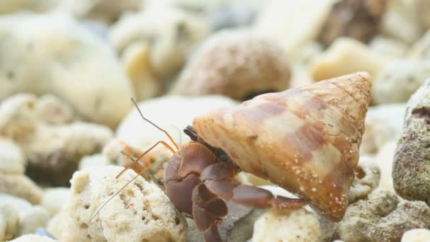 Hermit crab crawling on the beach — Stock Video