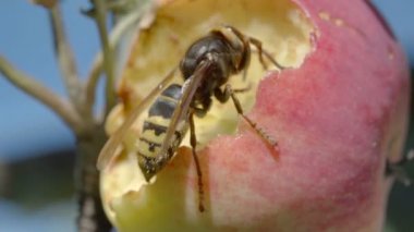 Hornet Kırmızı elma yiyor