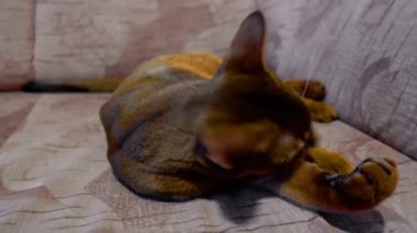 Habeş kedisi yıkama ve esneme