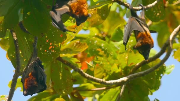 Volpi volanti pendono su un ramo di albero e si lavano — Video Stock