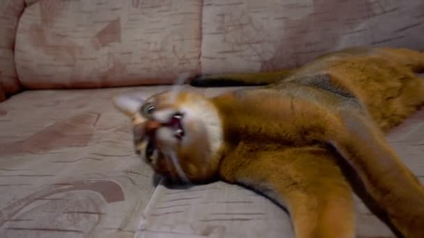 Абиссинская кошка моет и зевает — стоковое видео