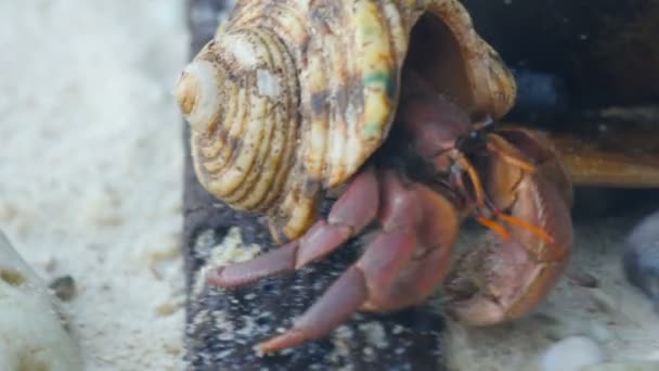 Hermit crab crawling on the beach — Stock Video