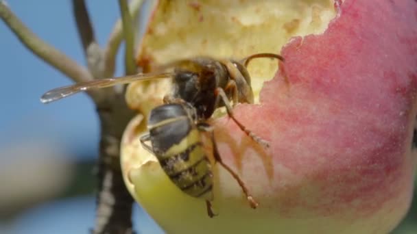 Hornet come manzana roja — Vídeos de Stock