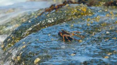 Sahildeki kayadaki yengeç