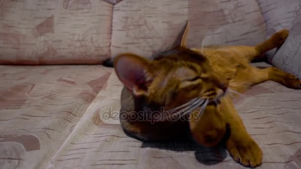 Абиссинская кошка моет и зевает — стоковое видео