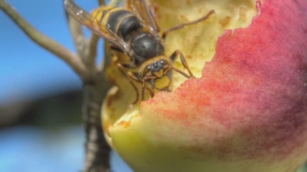 Hornet come manzana roja — Vídeo de stock