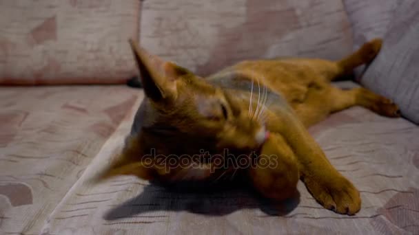 Абіссінська кішка миє і позіхає — стокове відео