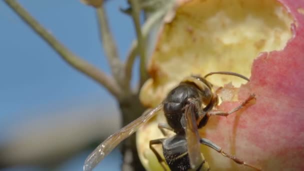 Hornet come manzana roja — Vídeo de stock